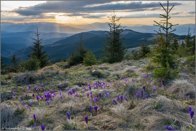 Горы, Закат, Карпаты, Крокус, Кукул, Украина Солнечный разлив фото превью