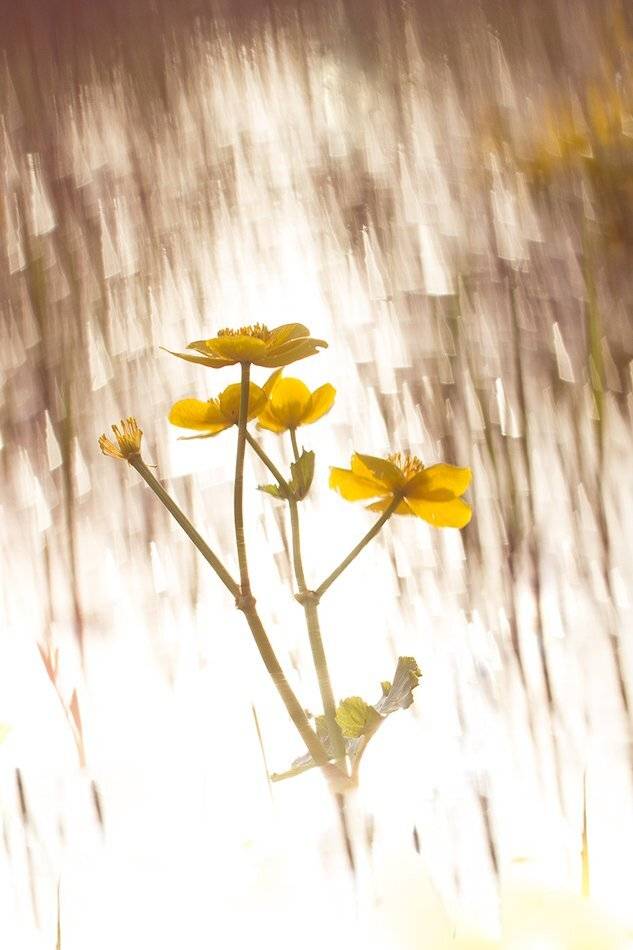 , Иваненко Светлана