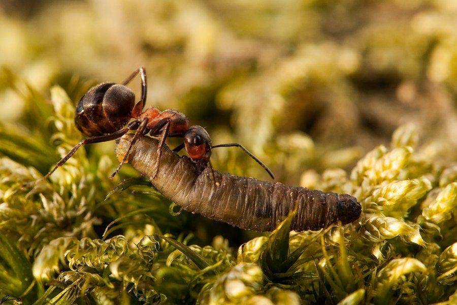Insect, Macro, Makro, Nature, Mariusz Oparski
