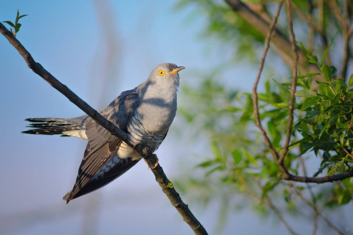 Common cuckoo, bird, wildlife, Wojciech Grzanka