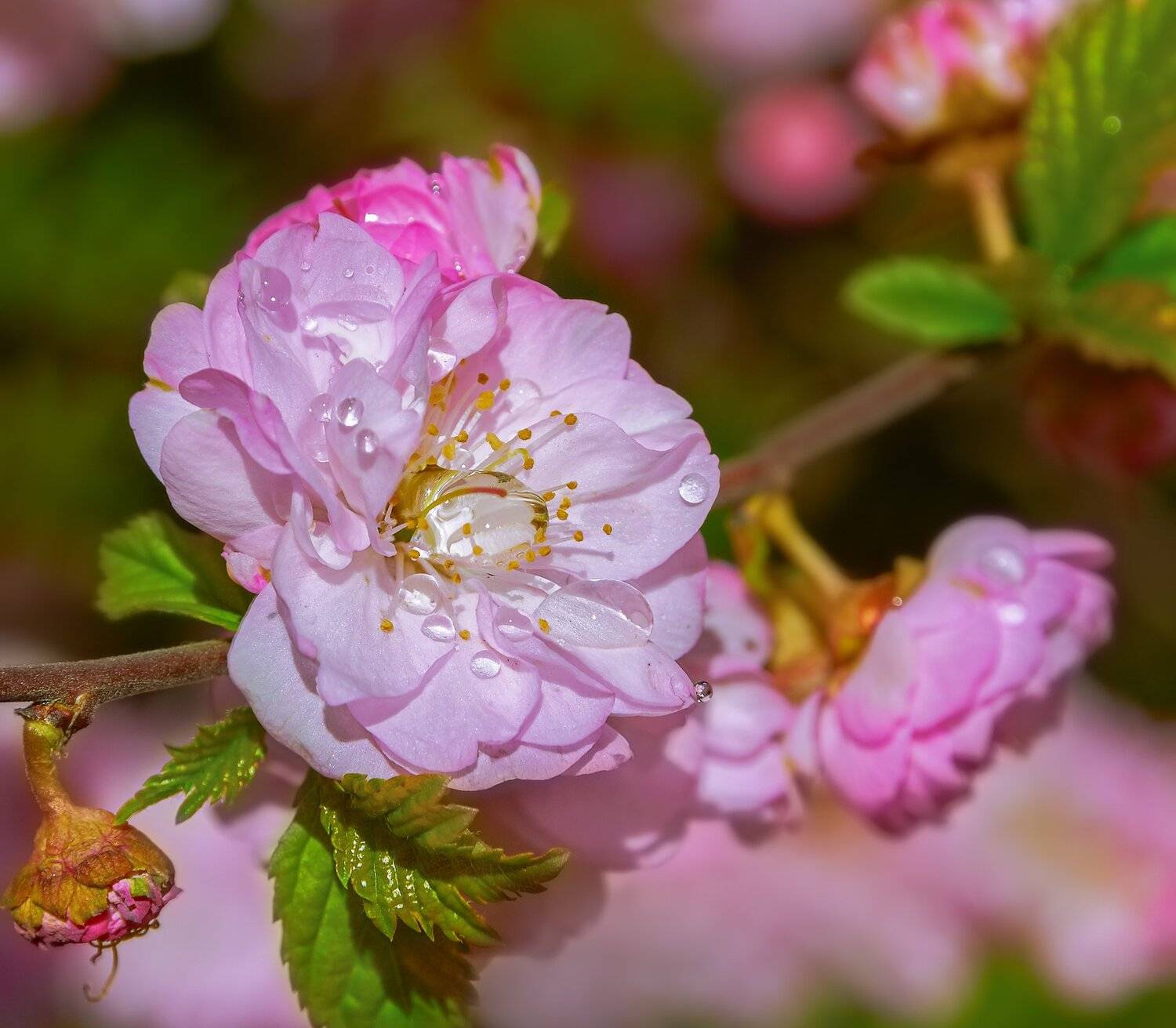 , Олег Богданов