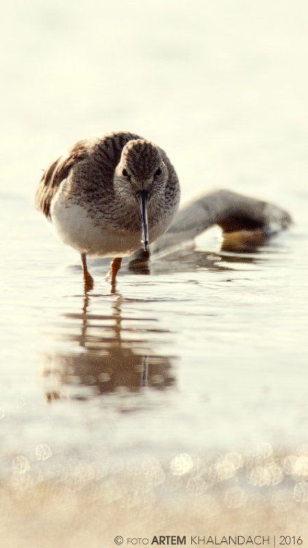 Xenus cinereus Зачем кулику кривой клюв? фото превью