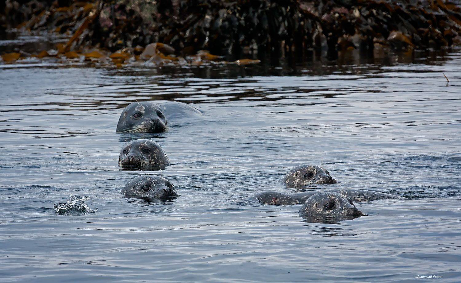 , Дмитрий Уткин