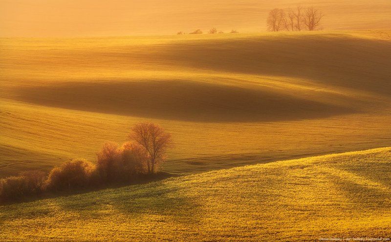 Пейзаж, Чехия, Моравия, Южная, поле, закат, свет, рапс, цветы, холм Закат на полях Южной Моравии (Чехия) фото превью