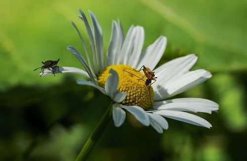 Утро одного цветка