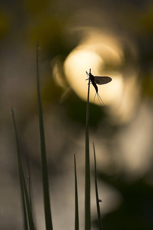 , Иваненко Светлана