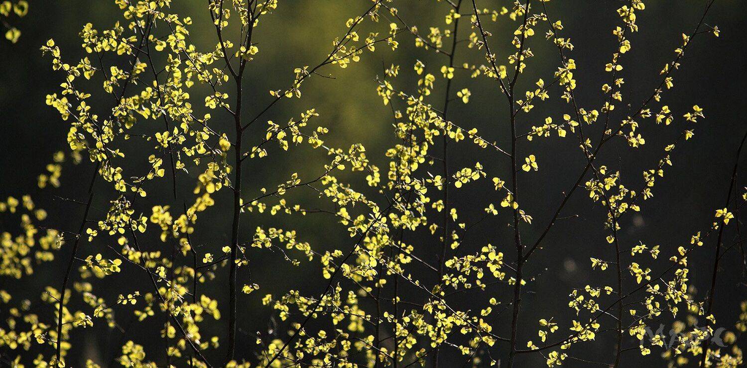 , Шангареев Марс