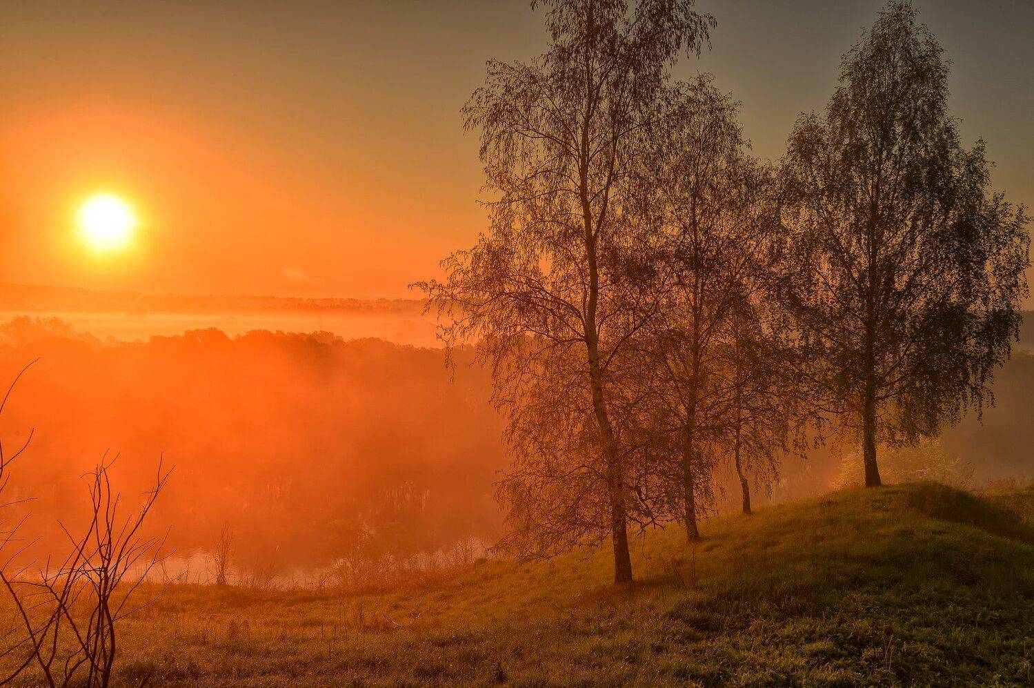 березы, заря, золотой свет, красота, небо, пейзаж, природа, рассвет, россия, туман,утро, Юлия Лаптева