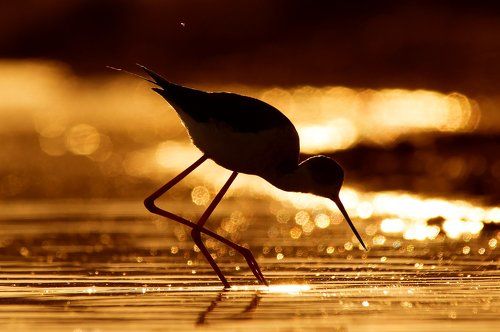 Sunset stilt