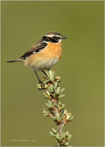 Чекан луговой
