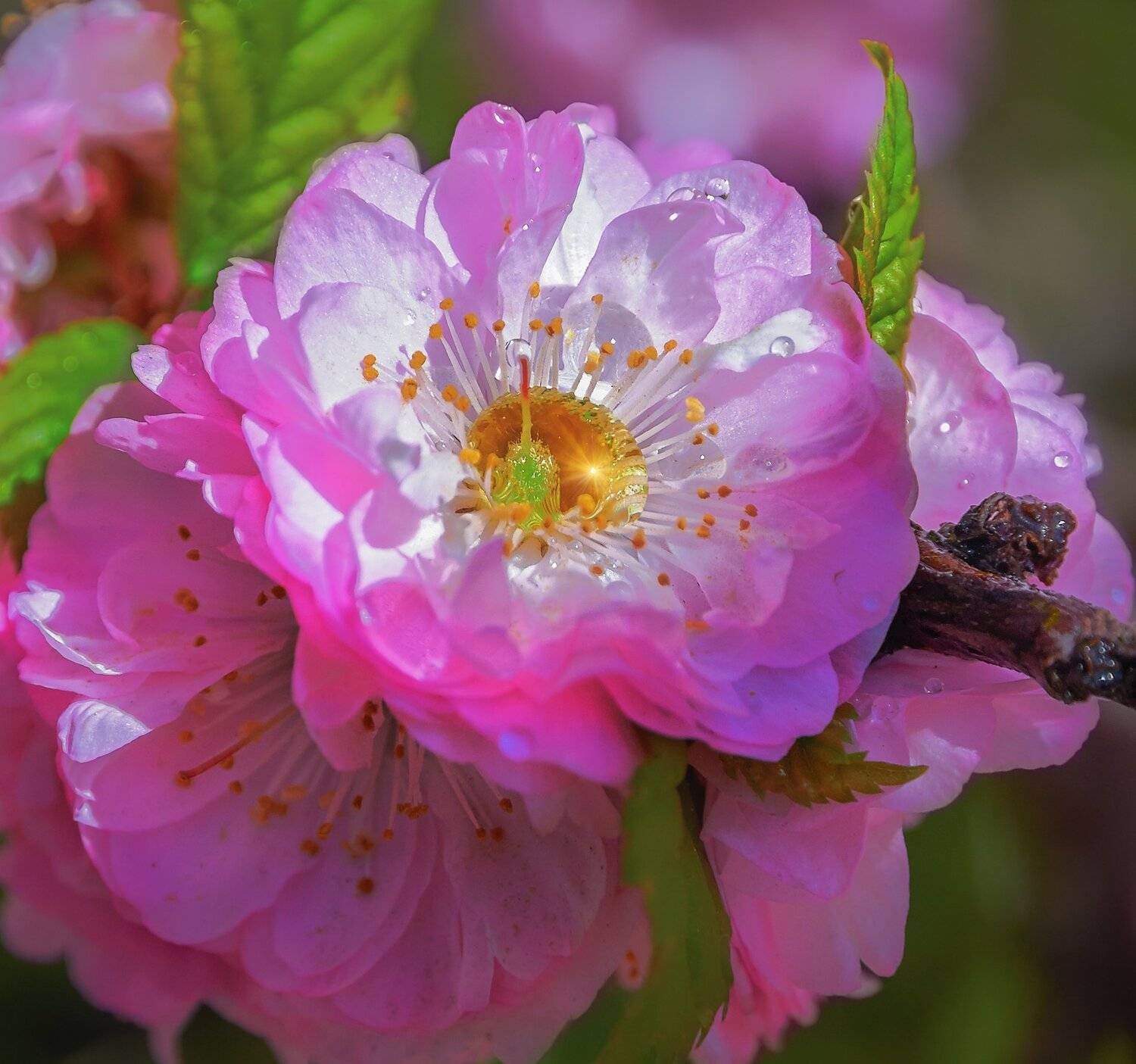 , Олег Богданов