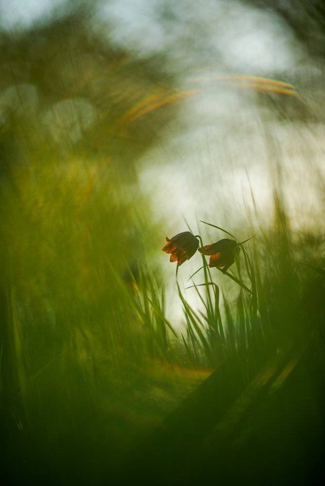 рябчик, цветы, Evgeny Melnikov