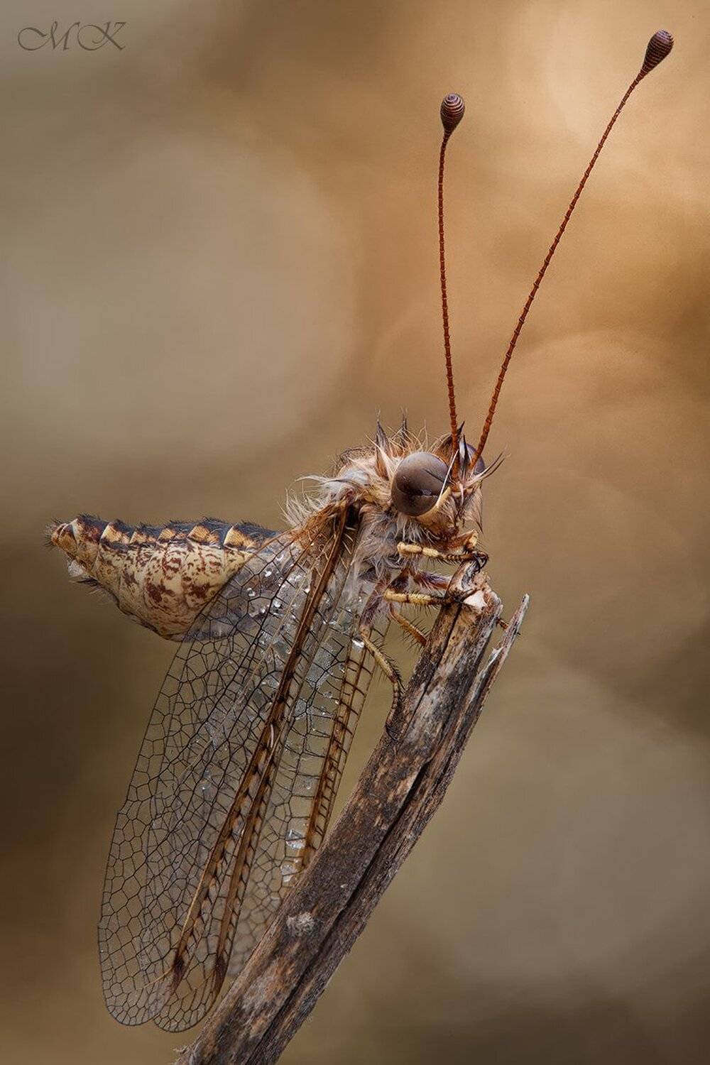 Аскалаф, Miron Karlinsky