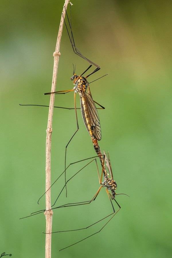 Insect, Macro, Makro, Nature, Mariusz Oparski