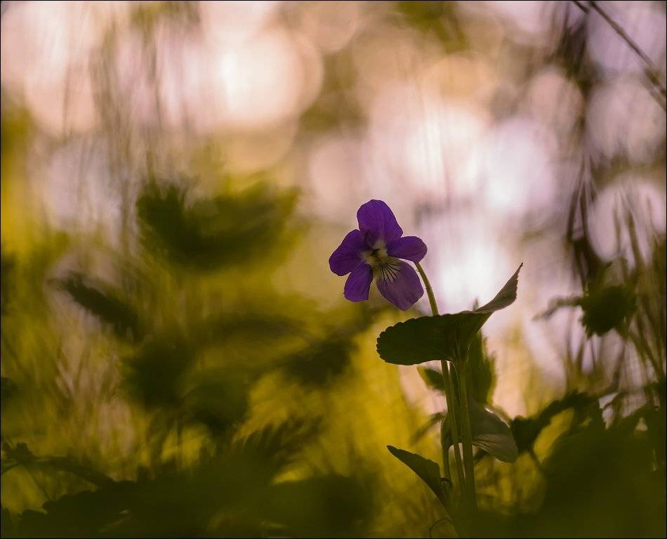 , Бурлов Андрей