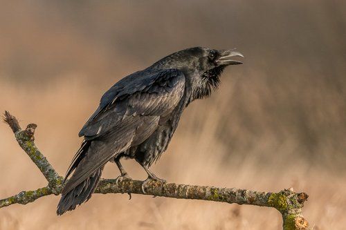 Common Raven
