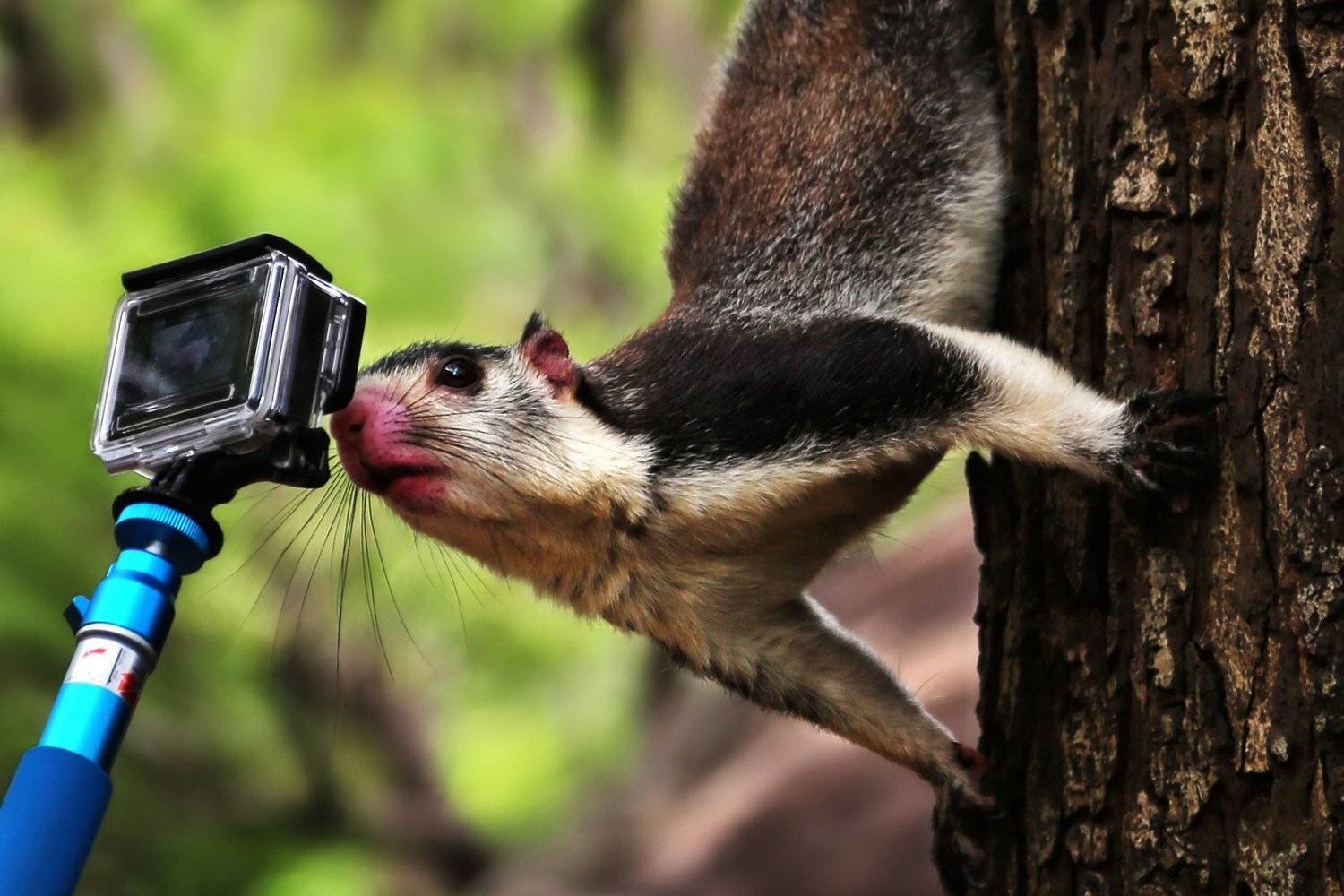 Белка, ГоПРо, Камера, ALLA SOKOLOVA