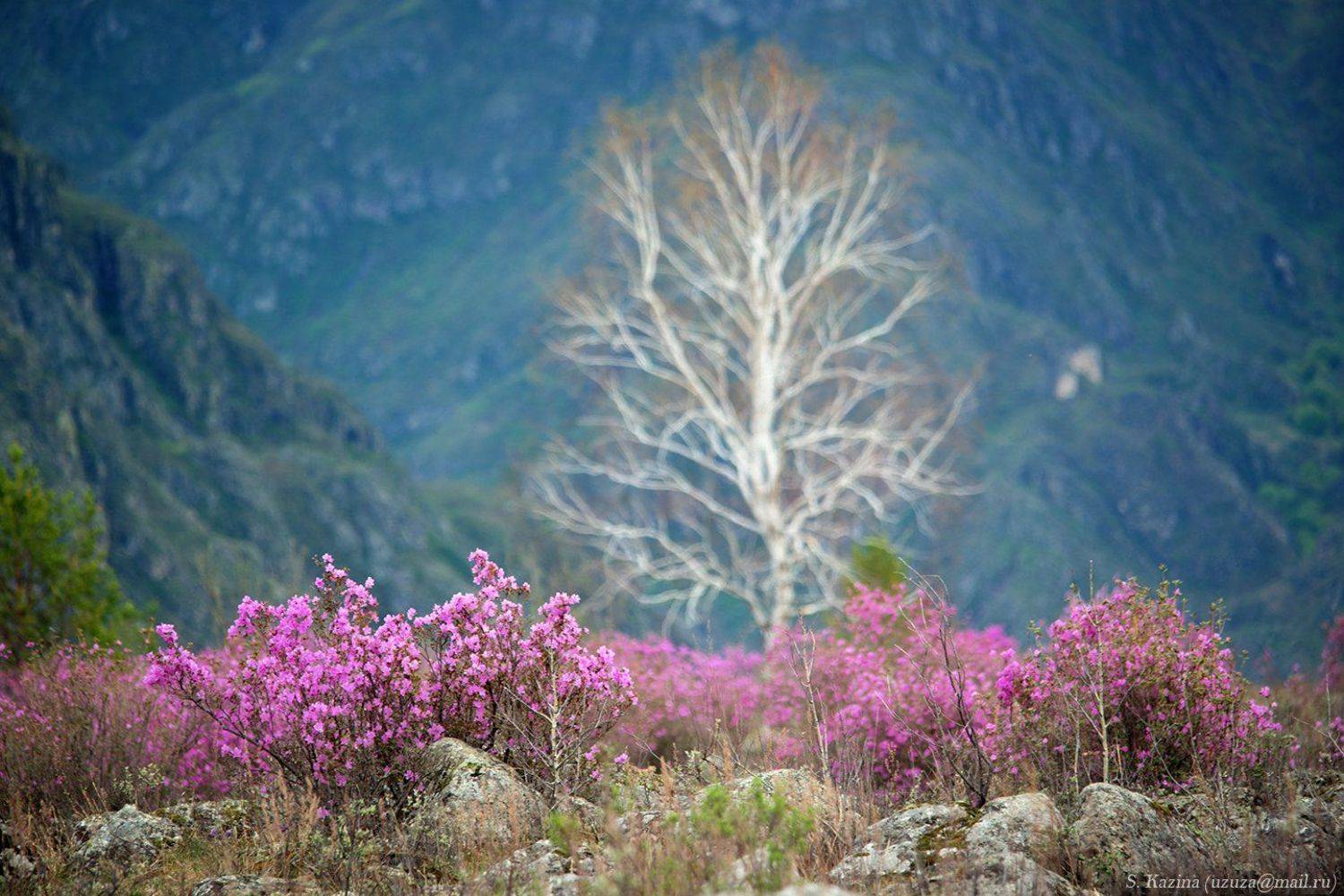 flowers, landscape, nature, spring, алтай, апрель, багульник, весна, горный алтай, горный пейзаж, май, пейзаж, природа, рододендрон, рододендрон_ледебура, цветы, Светлана Казина