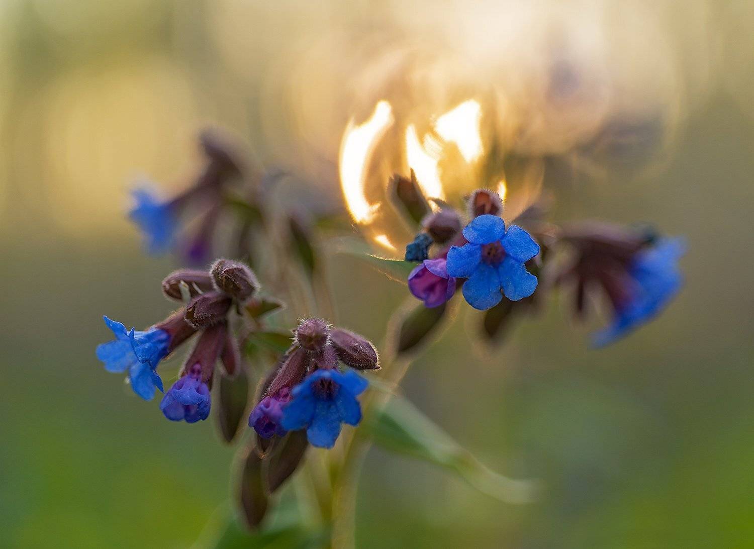 Altai, Altai krai, Siberia, Spring, Алтай, Алтайский край, Весна, Макро, Медуница, Сибирь, Павел Филатов