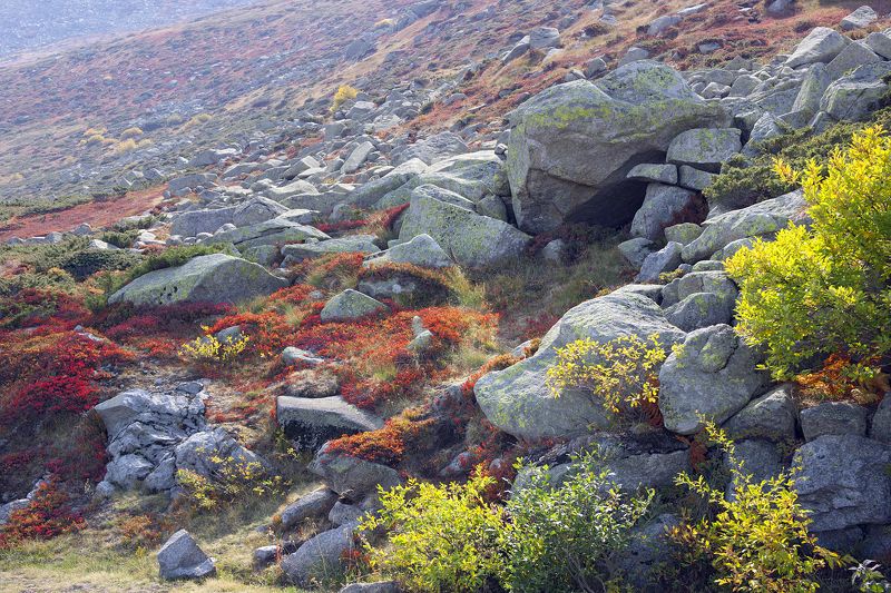 Red Carpet of the Mountain фото превью
