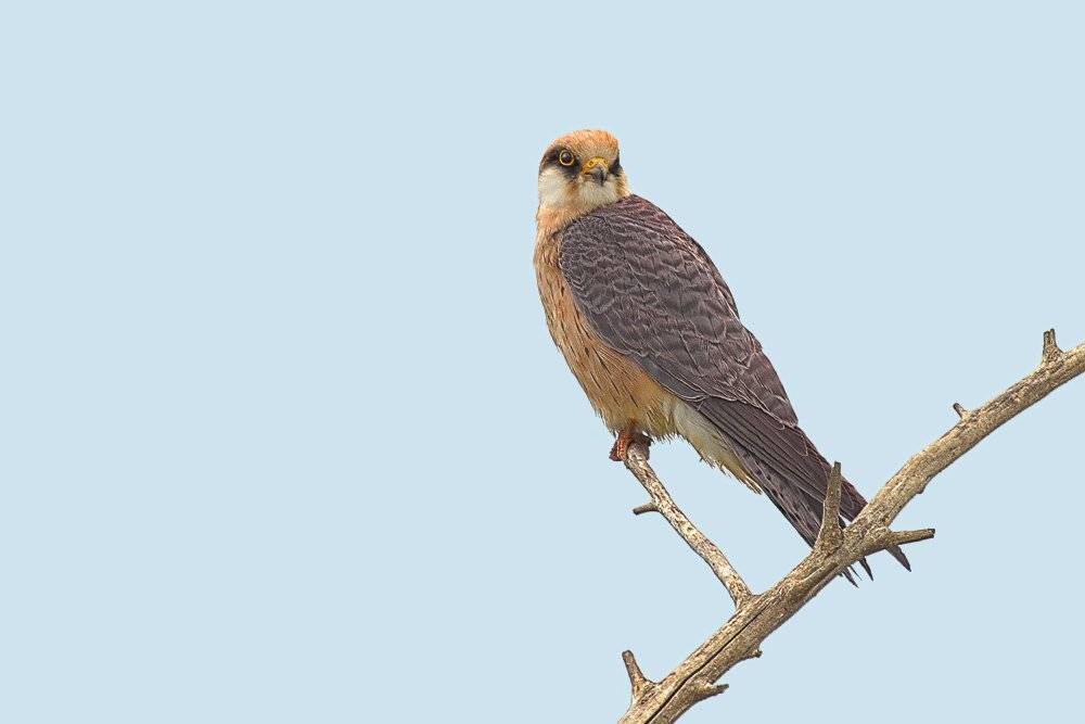 Кобчик, bird, wild, wildlife, animal, animals, nature, Георги Славов