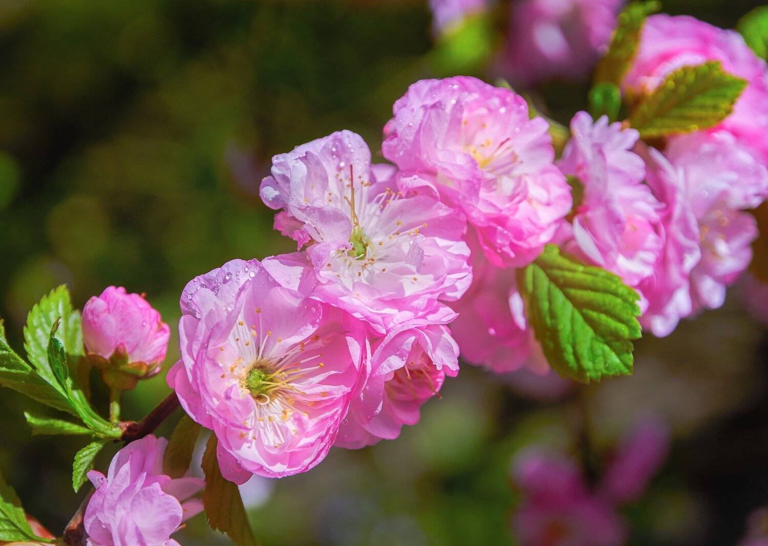 , Олег Богданов