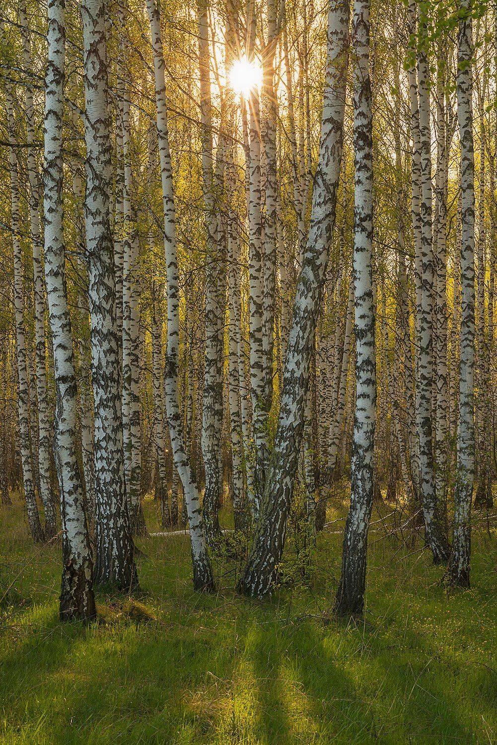 altai, siberia, алтай, алтайский край, березы, сибирь, солнце, Павел Филатов