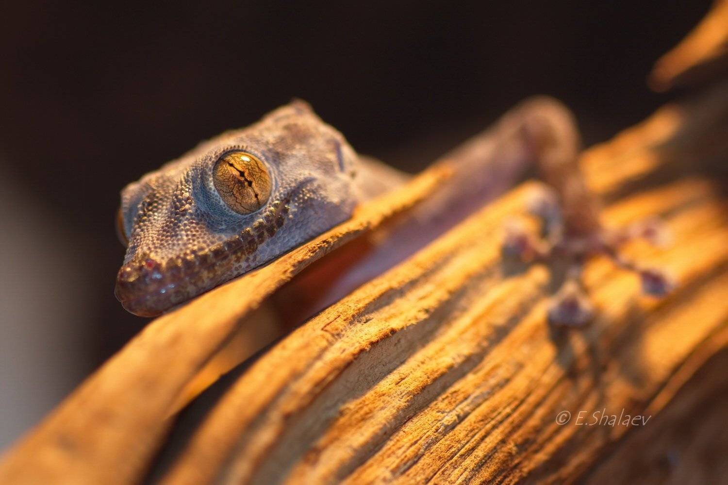 Geckos, Lizards, Ptyodactylus guttatus, Reptilia, Геккон, Геккон вееропалый пятнистый, Рептилия, Ящерица, Евгений