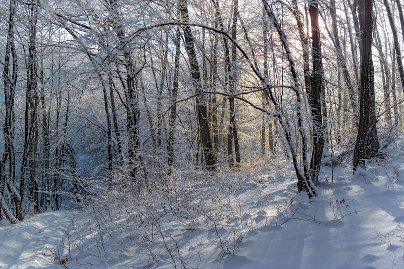 The Colors of Winter фото превью