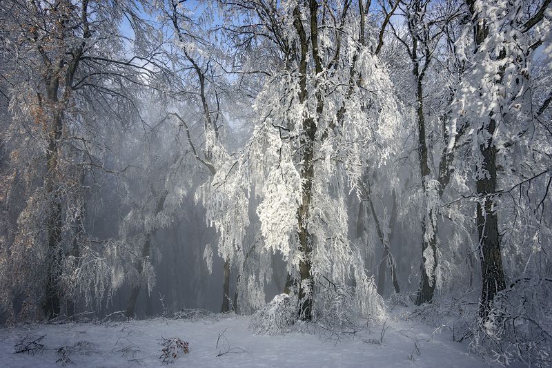 Decorated Forest фото превью