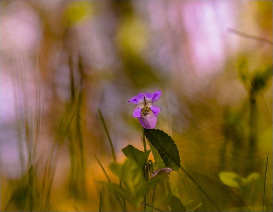 , Бурлов Андрей