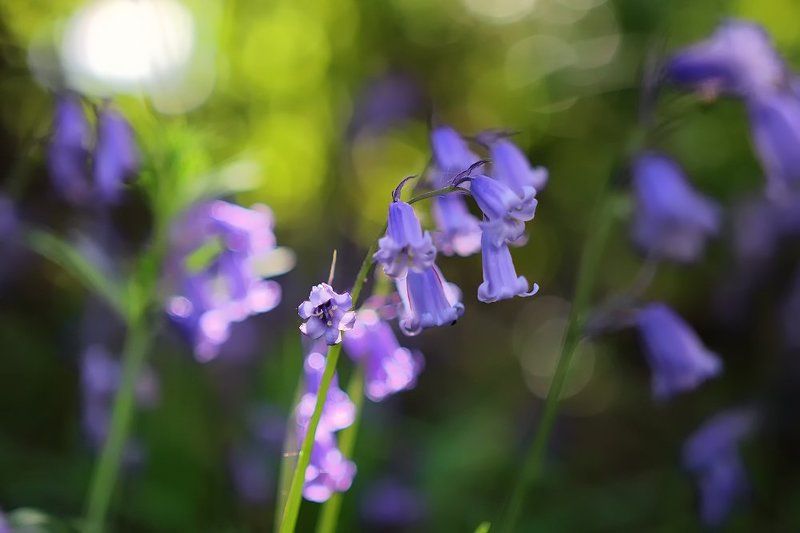 Акварель весны фото превью
