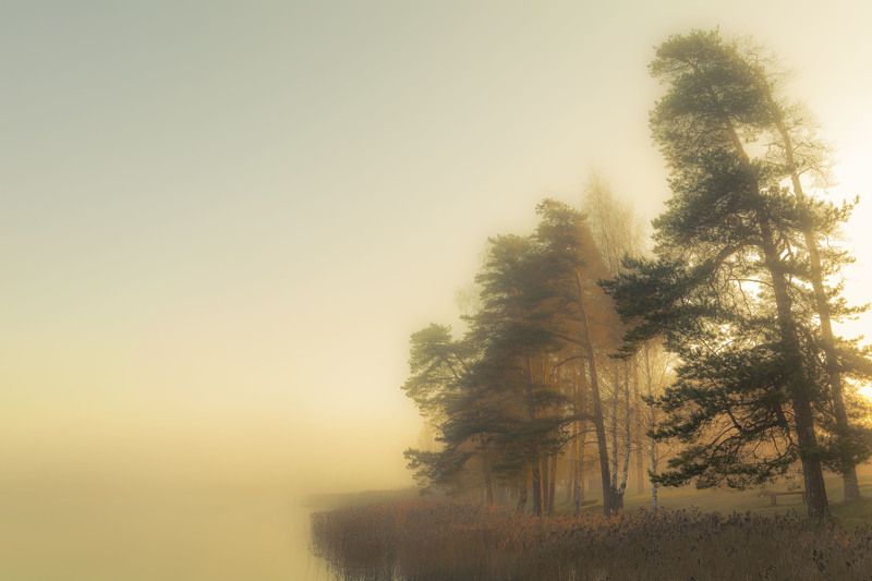 Lake, Mist, Natural light, Pines Morning light фото превью