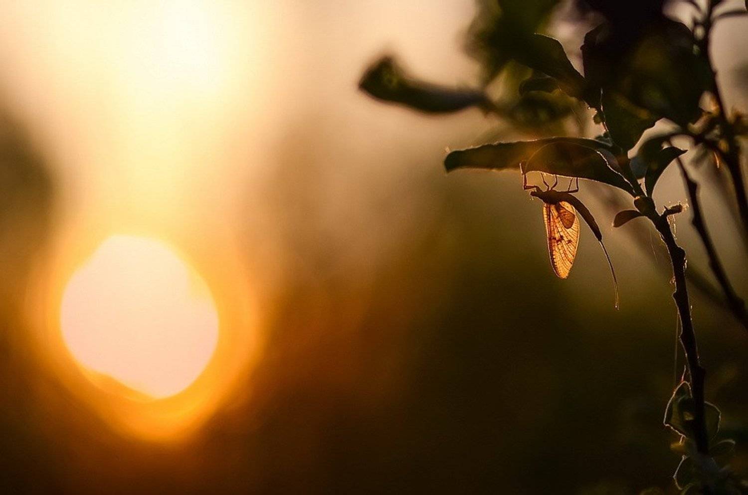 , Вячеслав Мищенко