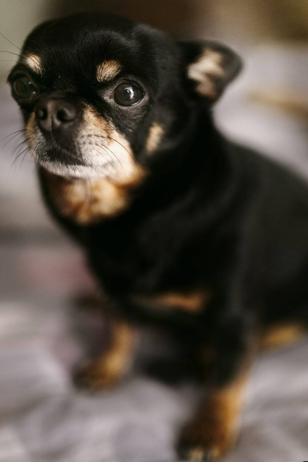 Арт, Портрет, Собака, Чихуахуа, Цвелёв Дмитрий