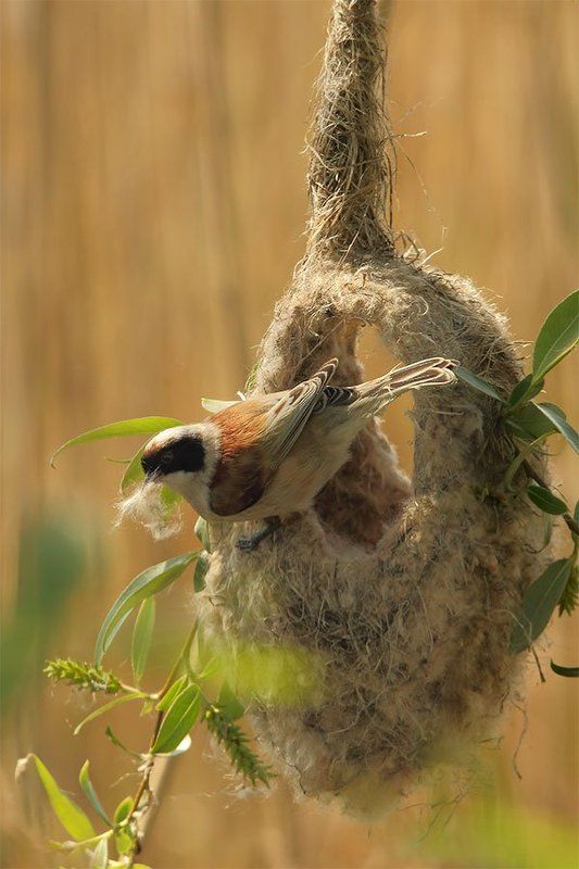 Ремез обыкновенный фото превью