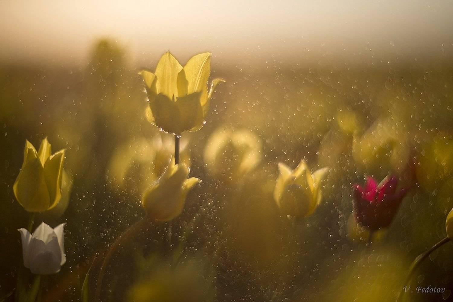 Жёлтый цветок, Степь, Тюльпаны, Федотов Вадим(Vadius)