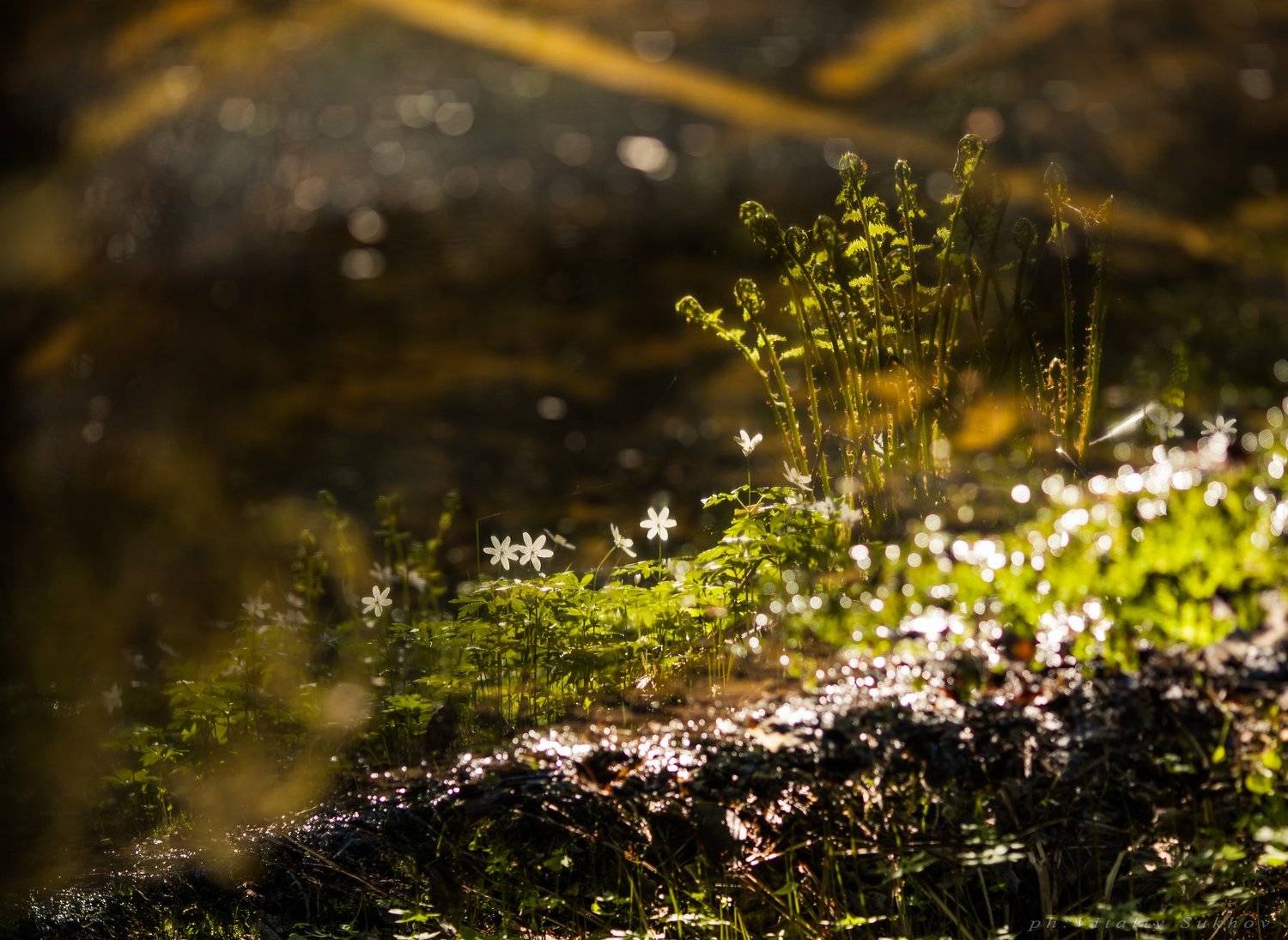 , Сухов Виталий