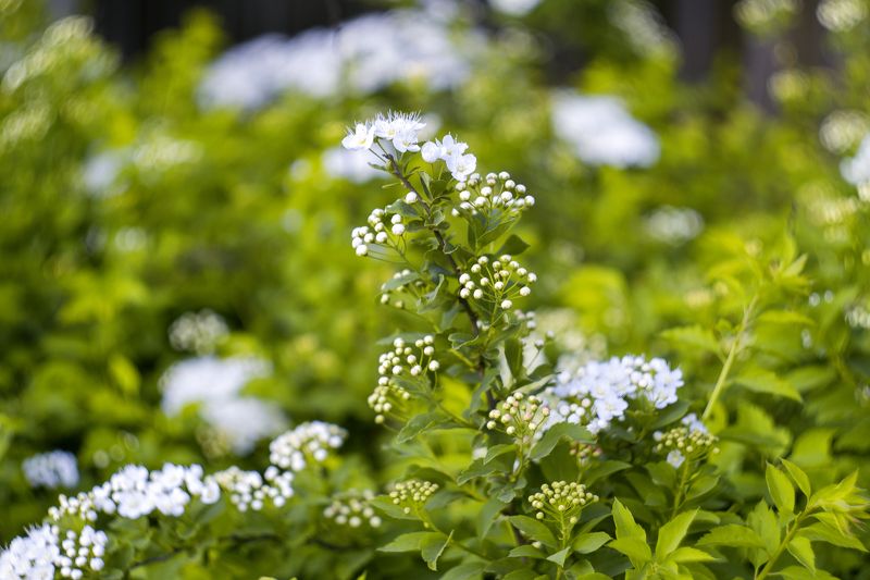 природа  фото превью