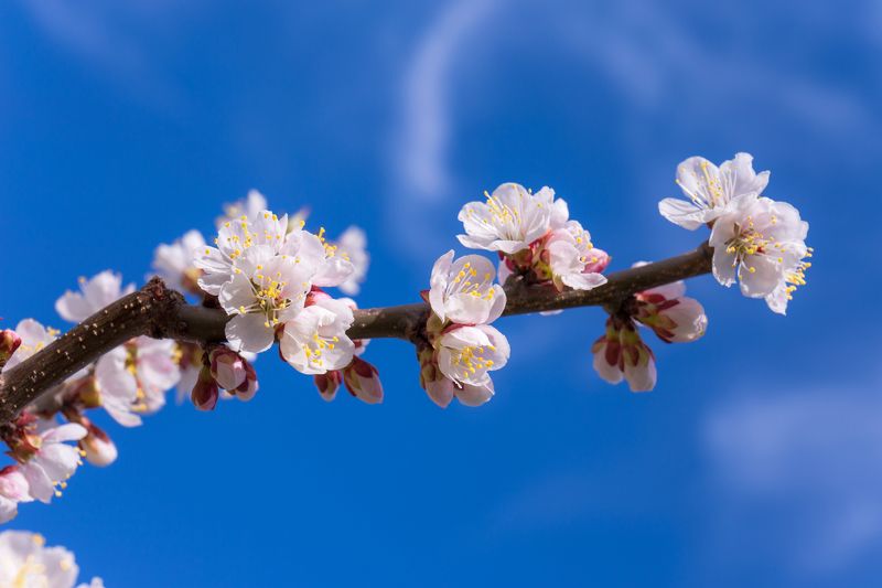 москва Краски весны фото превью