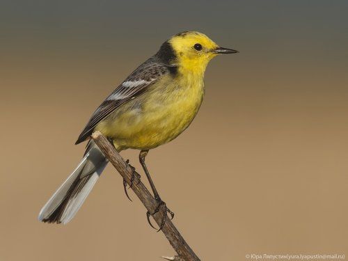 Citrine Wagtail.