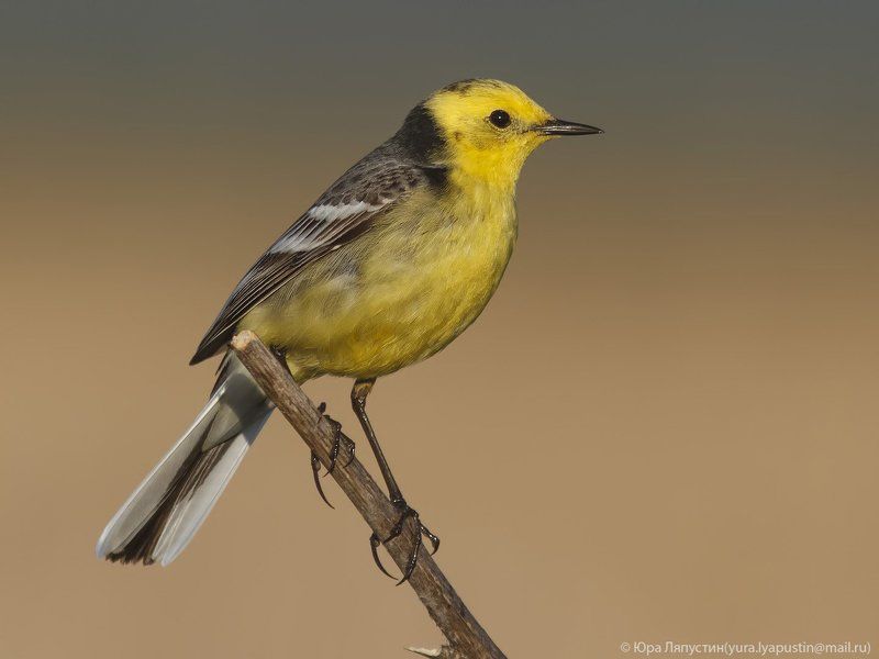 Трясогузка Citrine Wagtail. фото превью