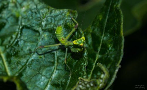 Минутка каннибализма