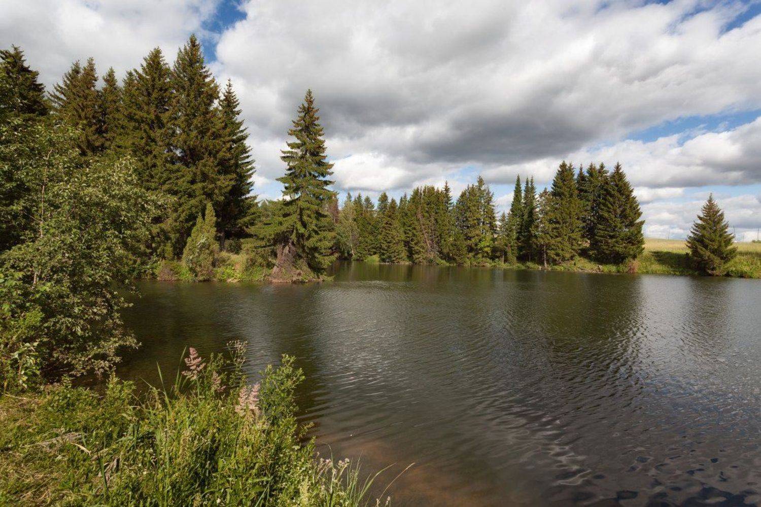 Озеро лес трава облака лето, Георгий Машковцев