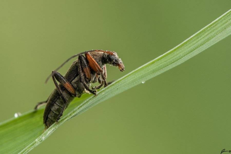 Insect, Macro, Makro, Nature, Mariusz Oparski