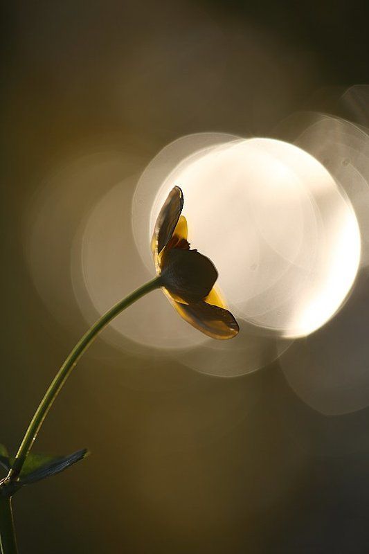 Калужница фото превью