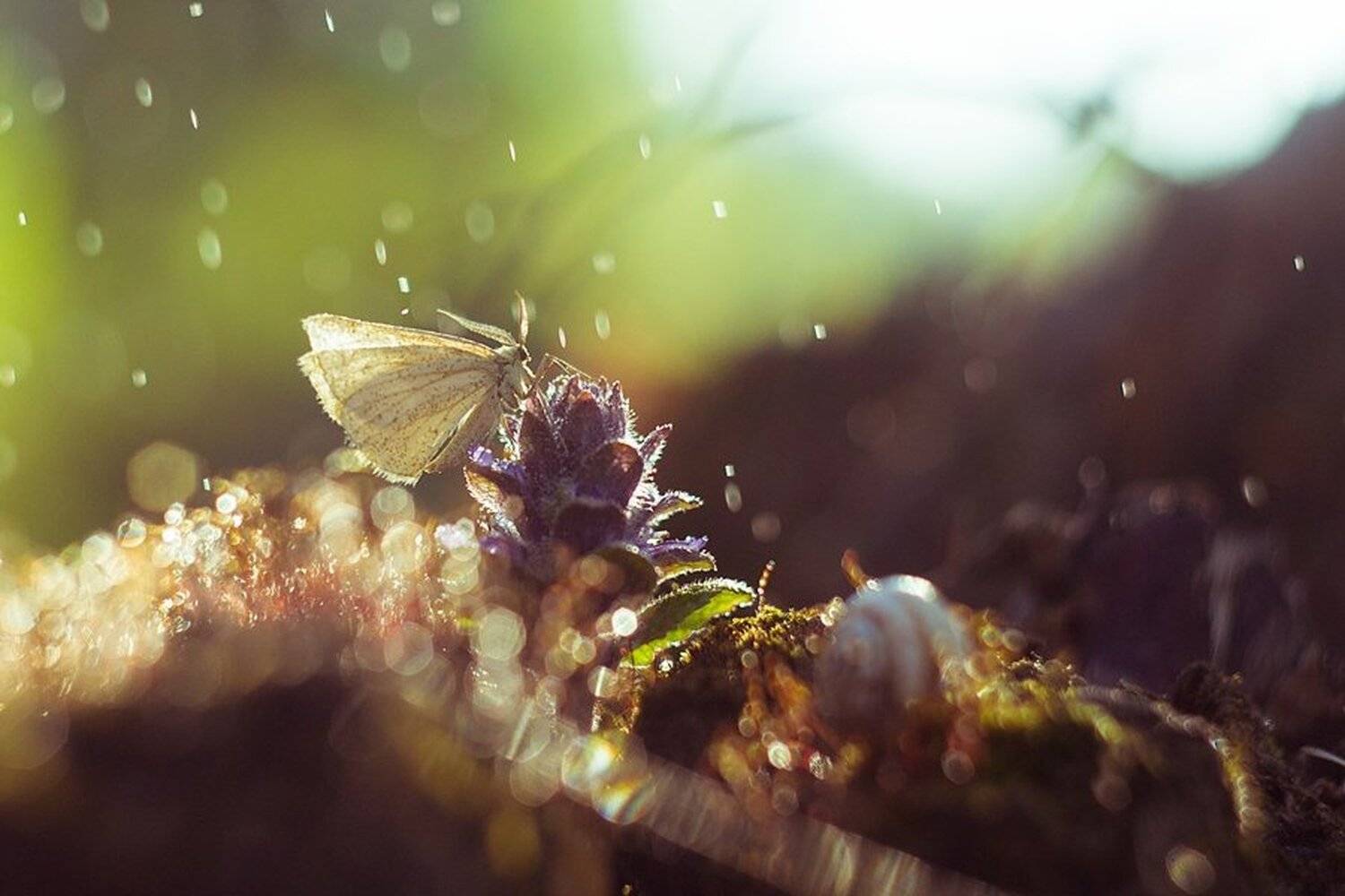 Макро, Мотылек, Олег Зкл