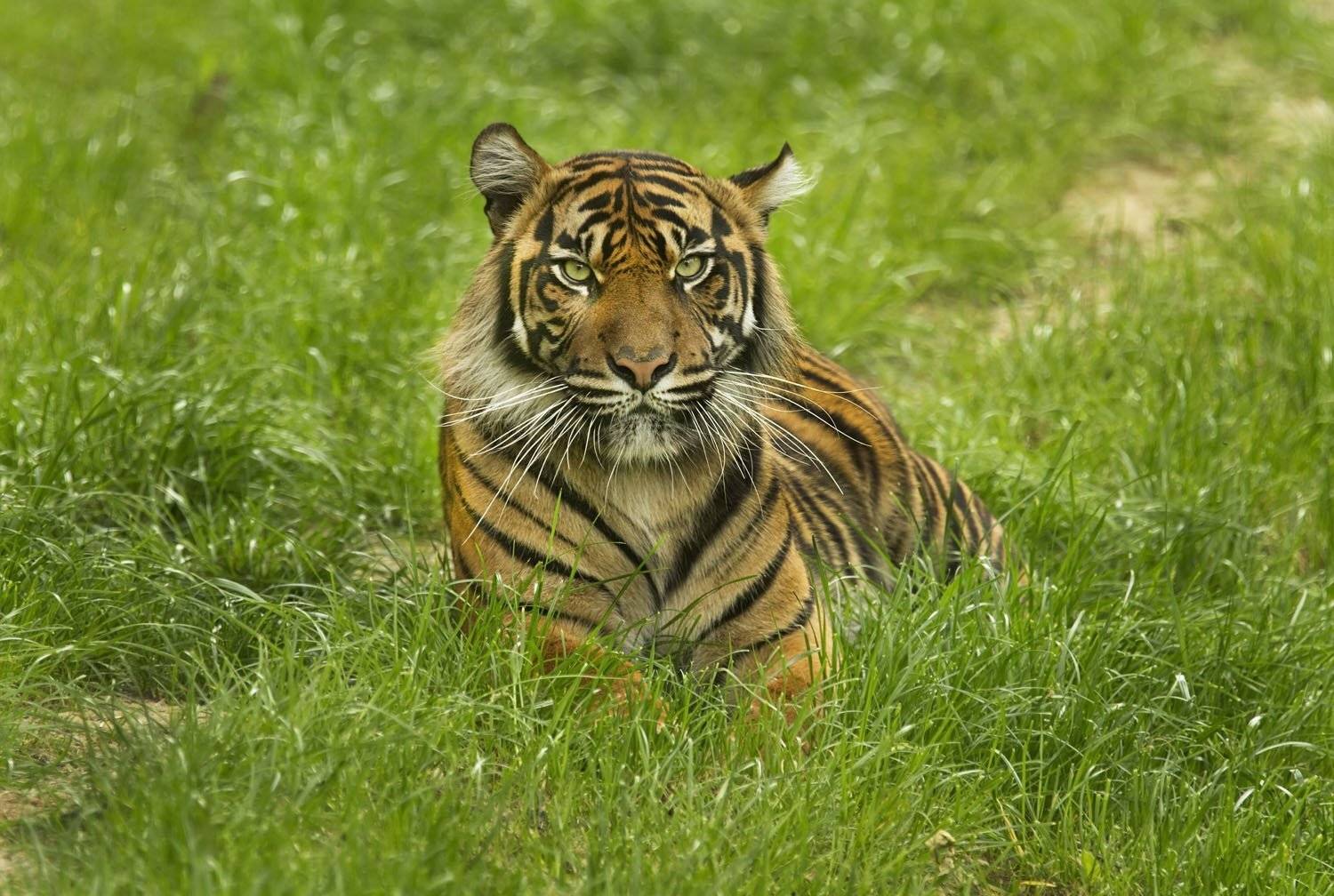 , Александр Гусар