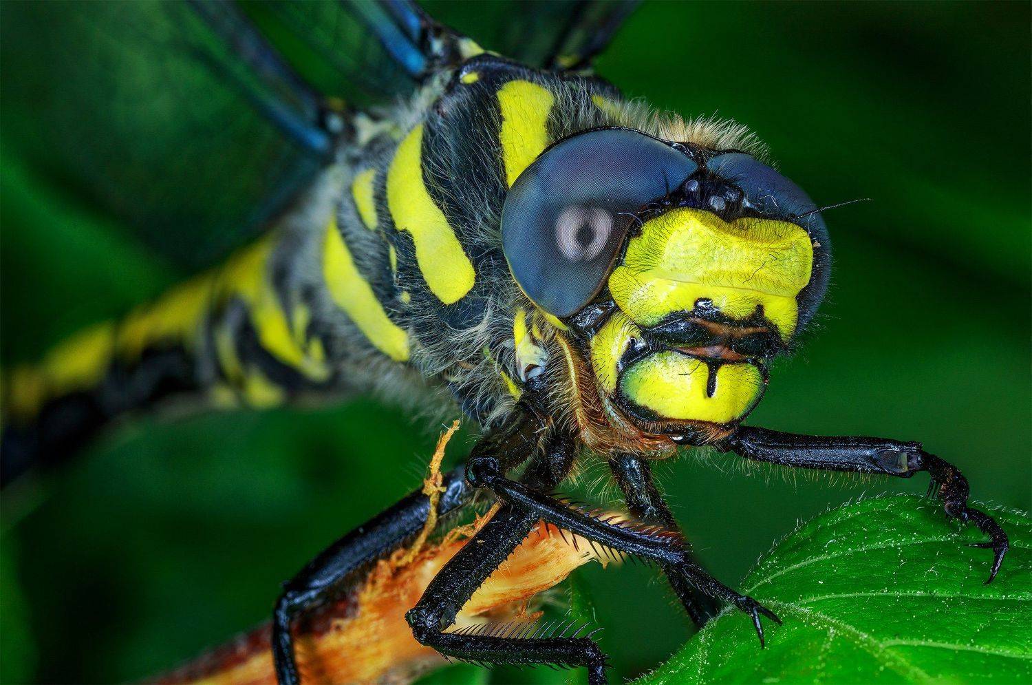 , Дмитрий Тишков