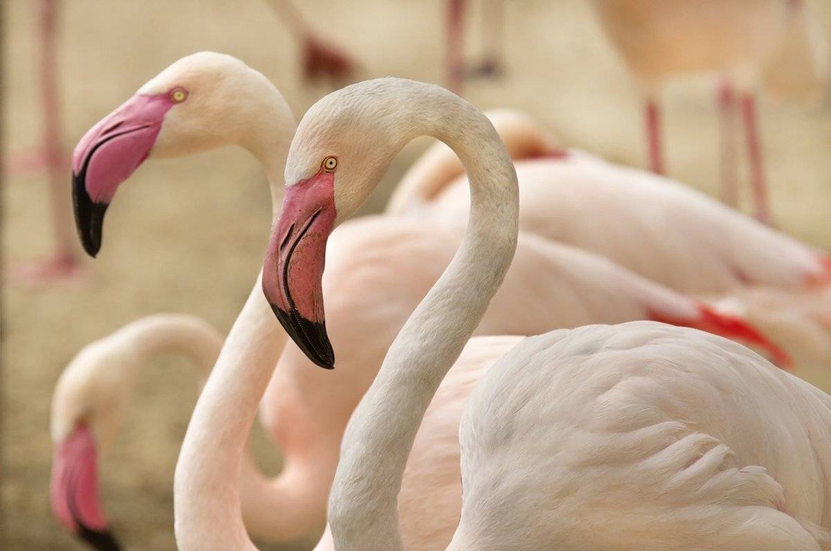 , Александр Гусар